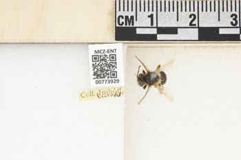 Media type: image;   Entomology 773929 Aspect: Labels